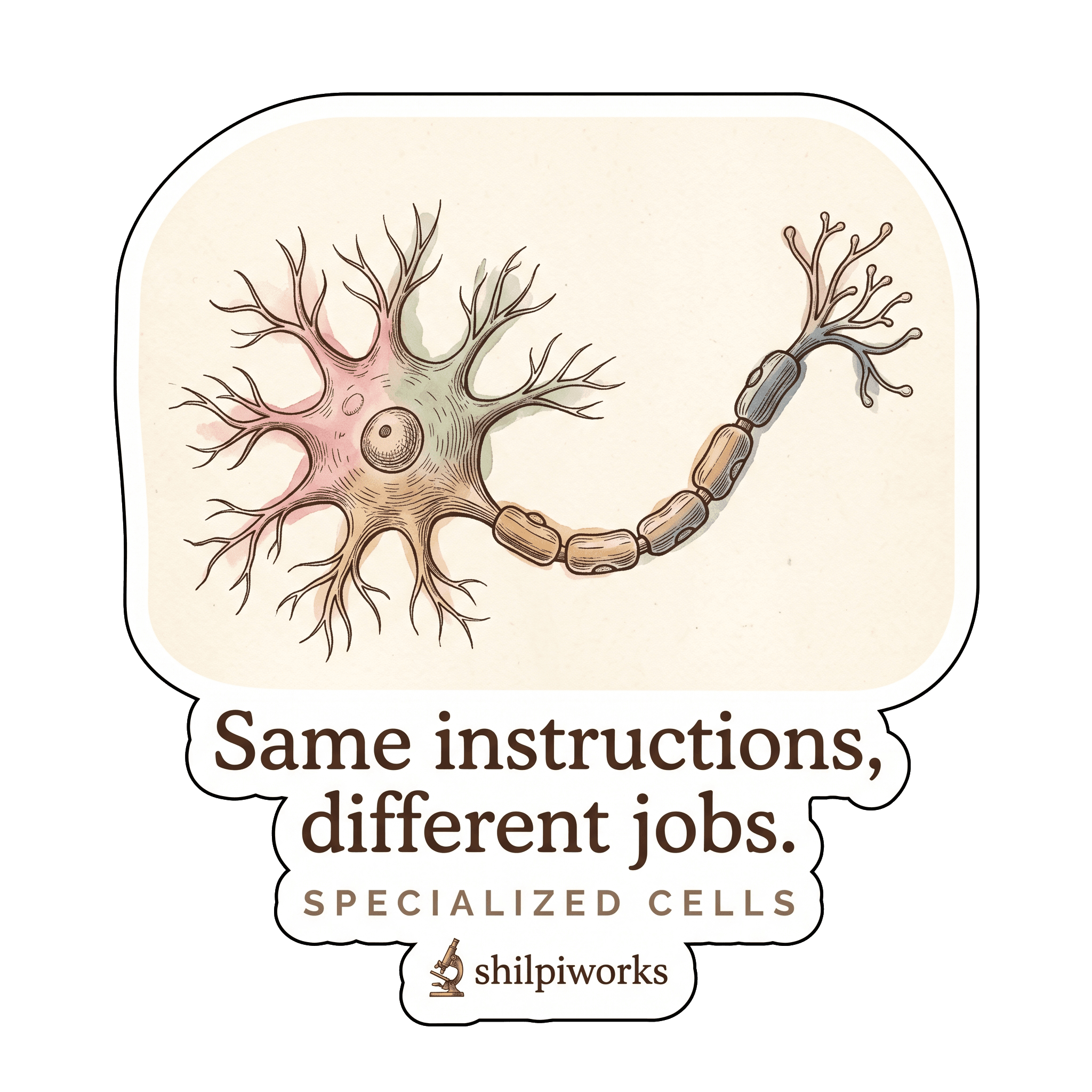Specialized Cells