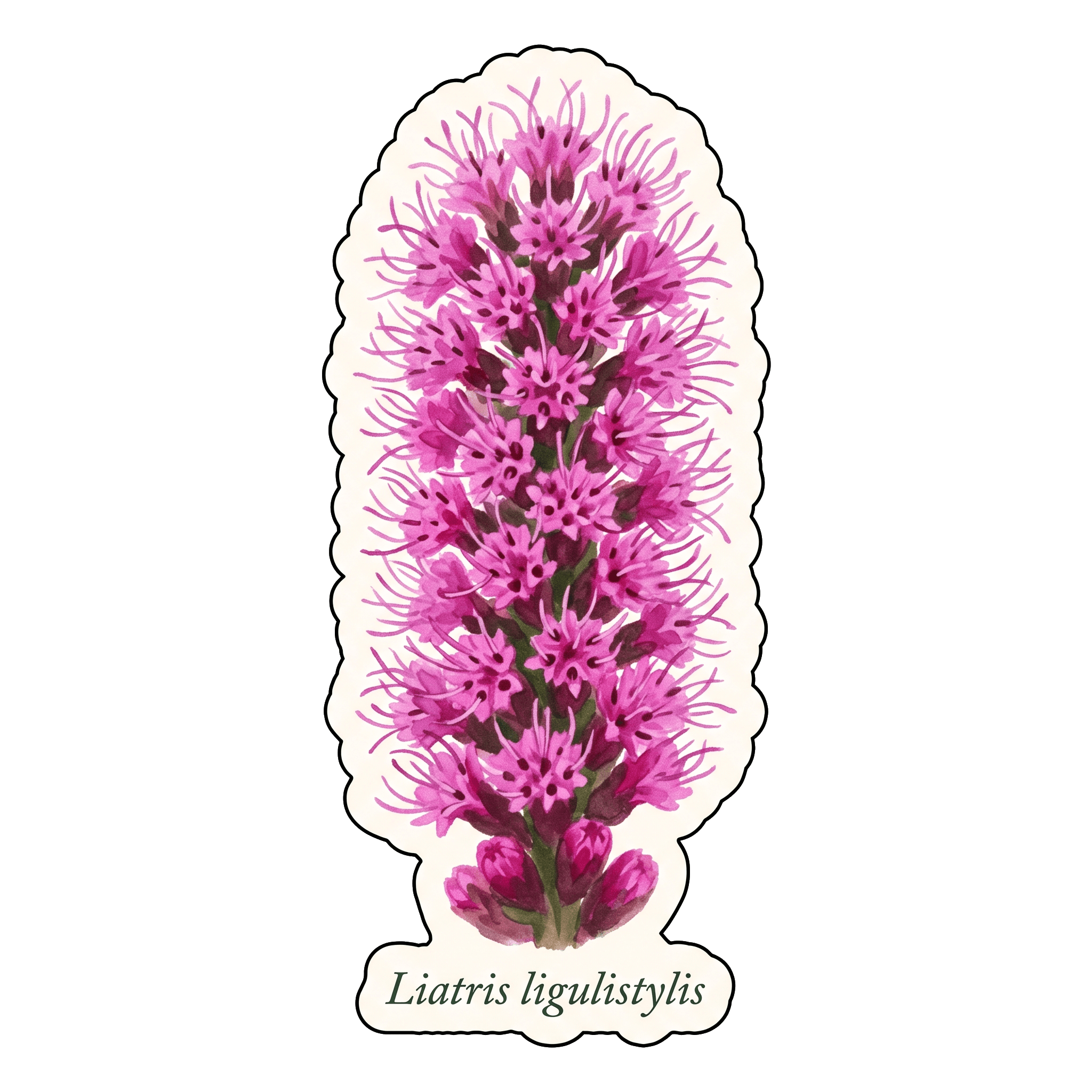Blazing Star — Liatris ligulistylis