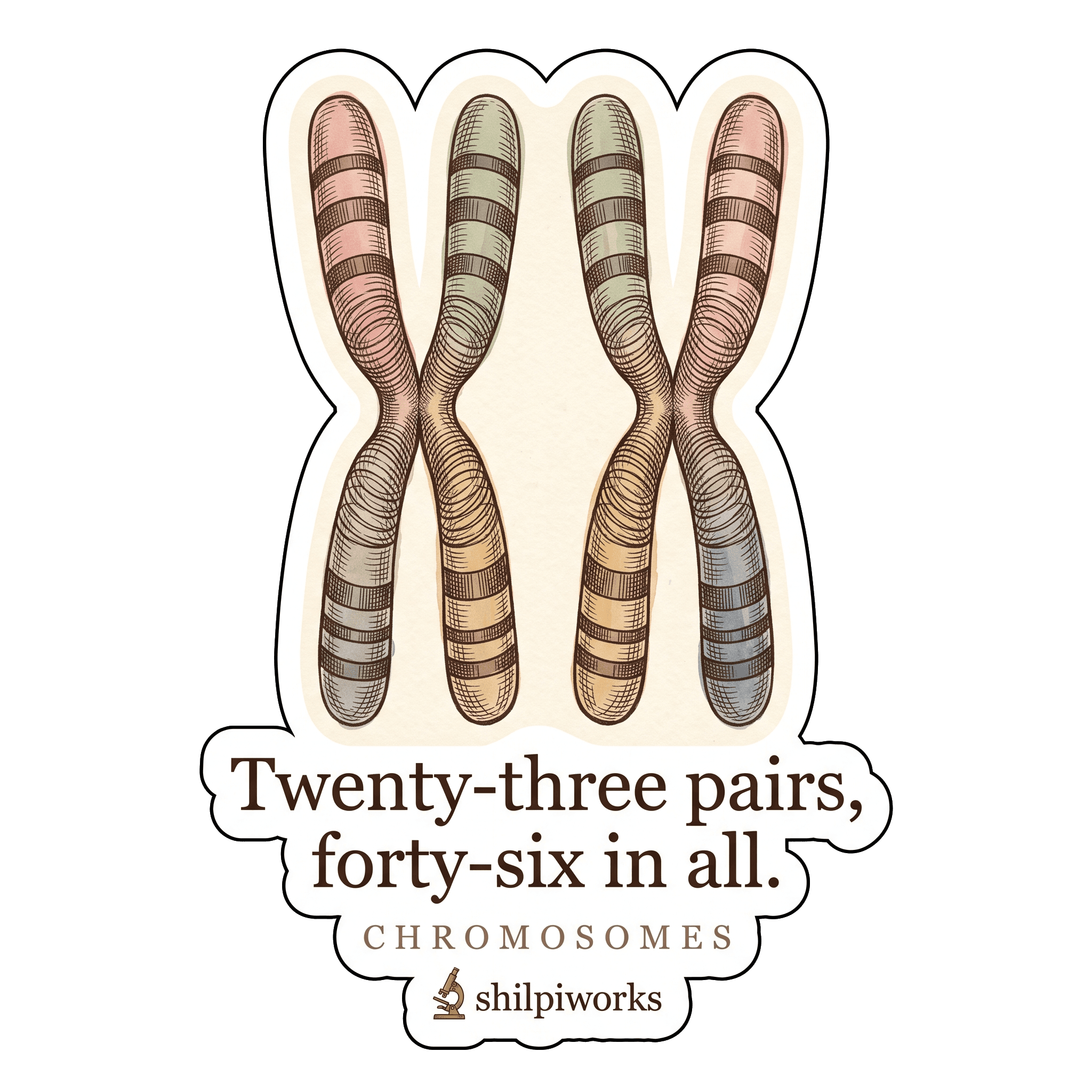 Chromosomes