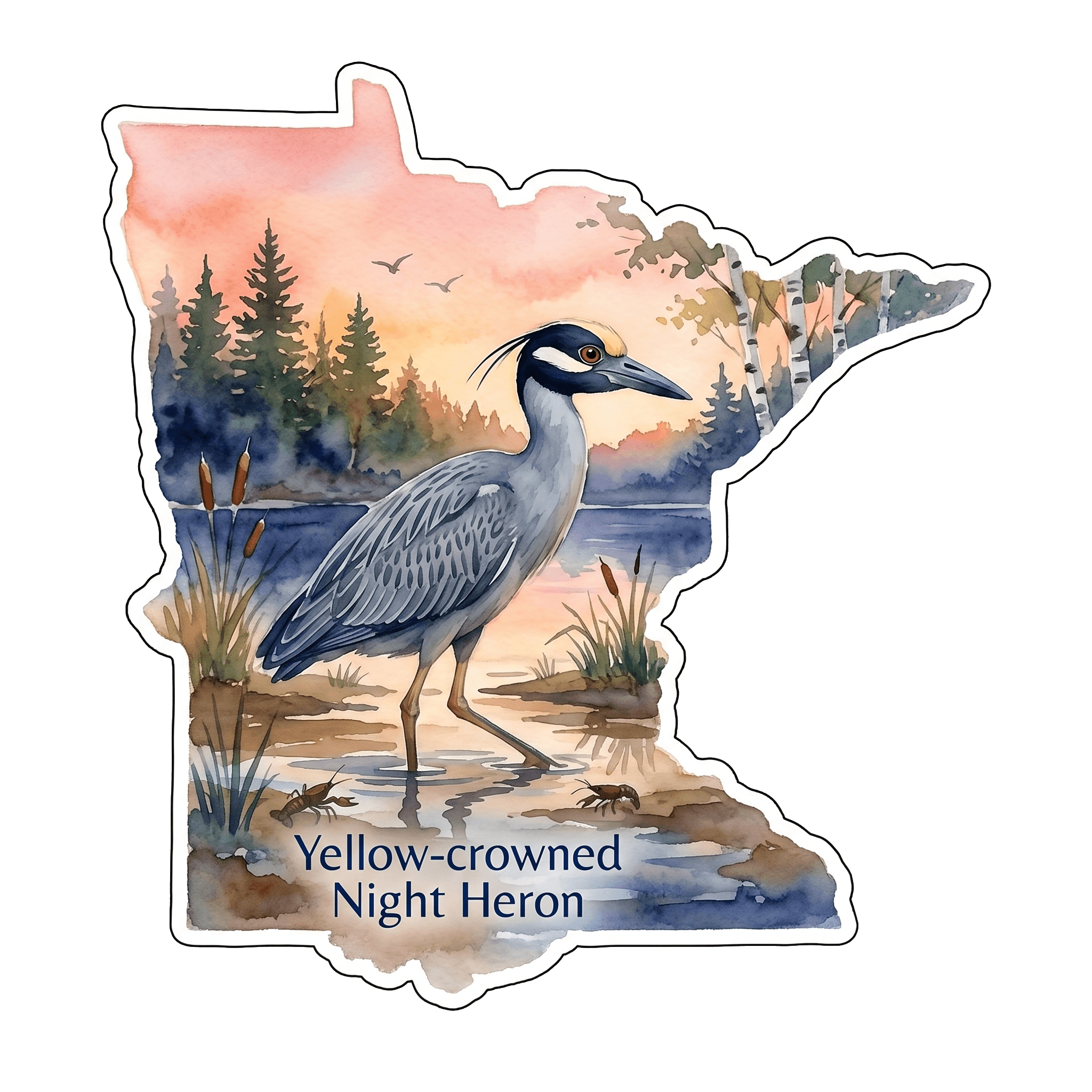 Yellow-crowned Night Heron: MN's Nocturnal Gem