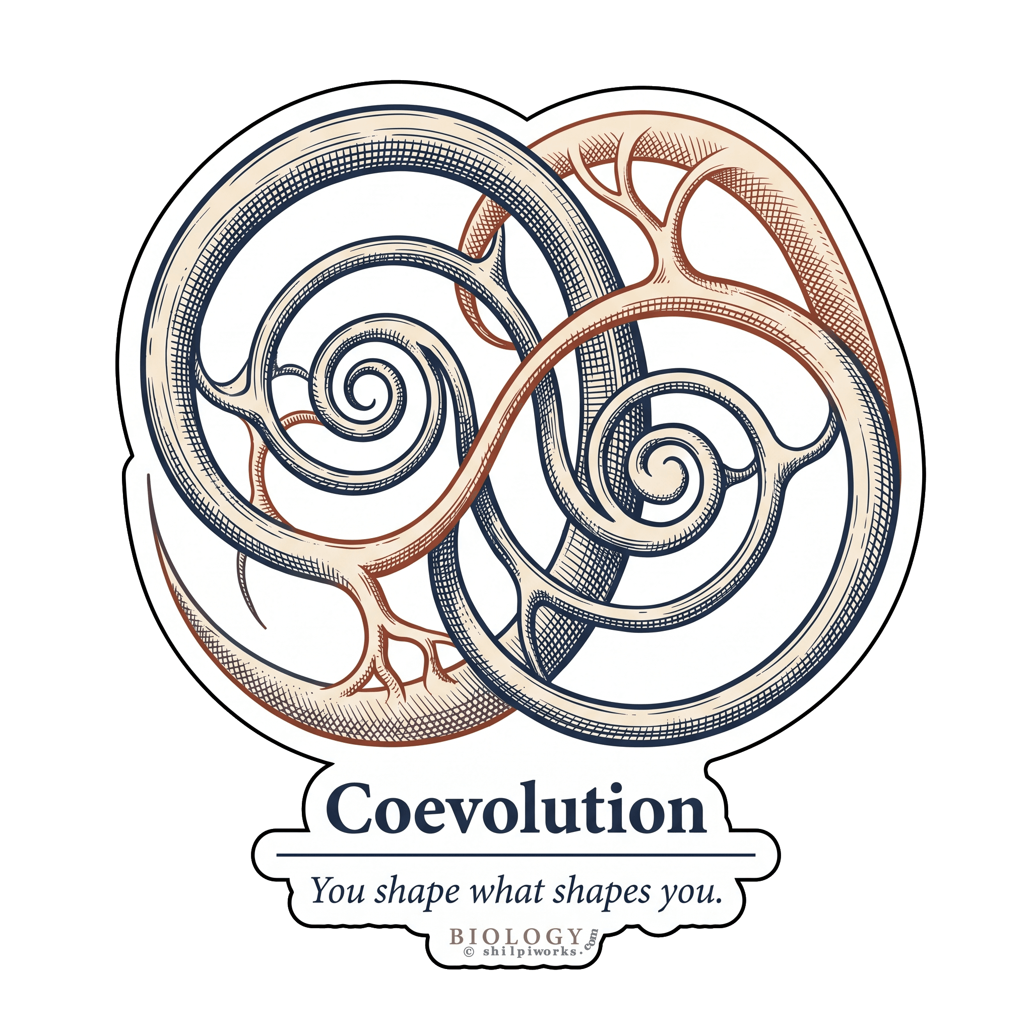 Coevolutionary Intertwine: Growth & Reciprocity