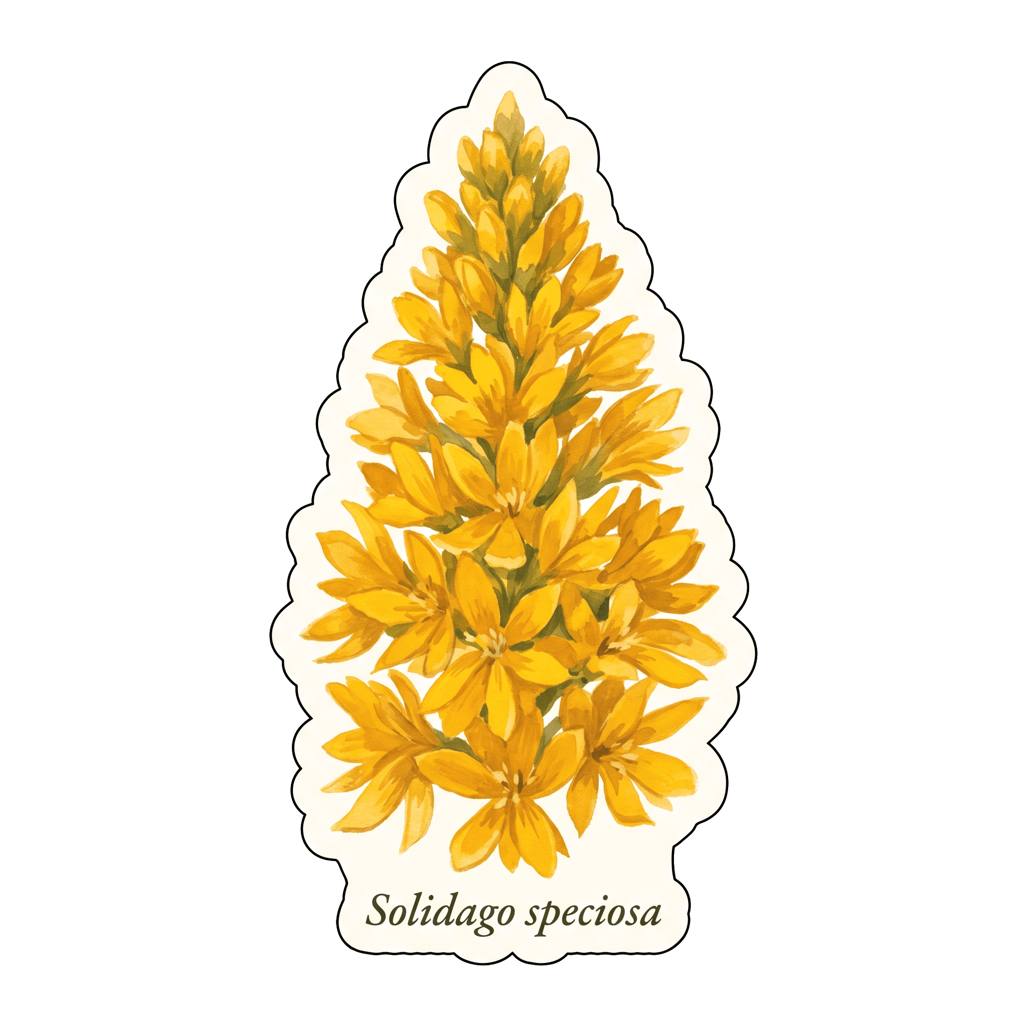 Showy Goldenrod — Solidago speciosa