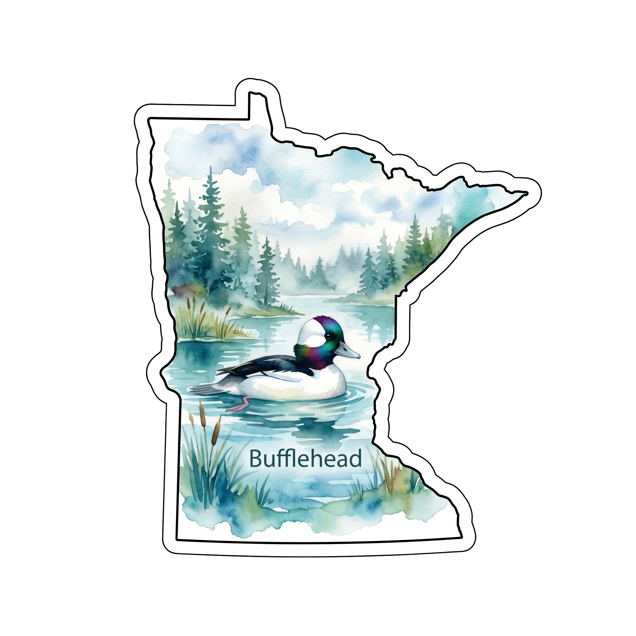 Minnesota's Dapper Diver: Bufflehead
