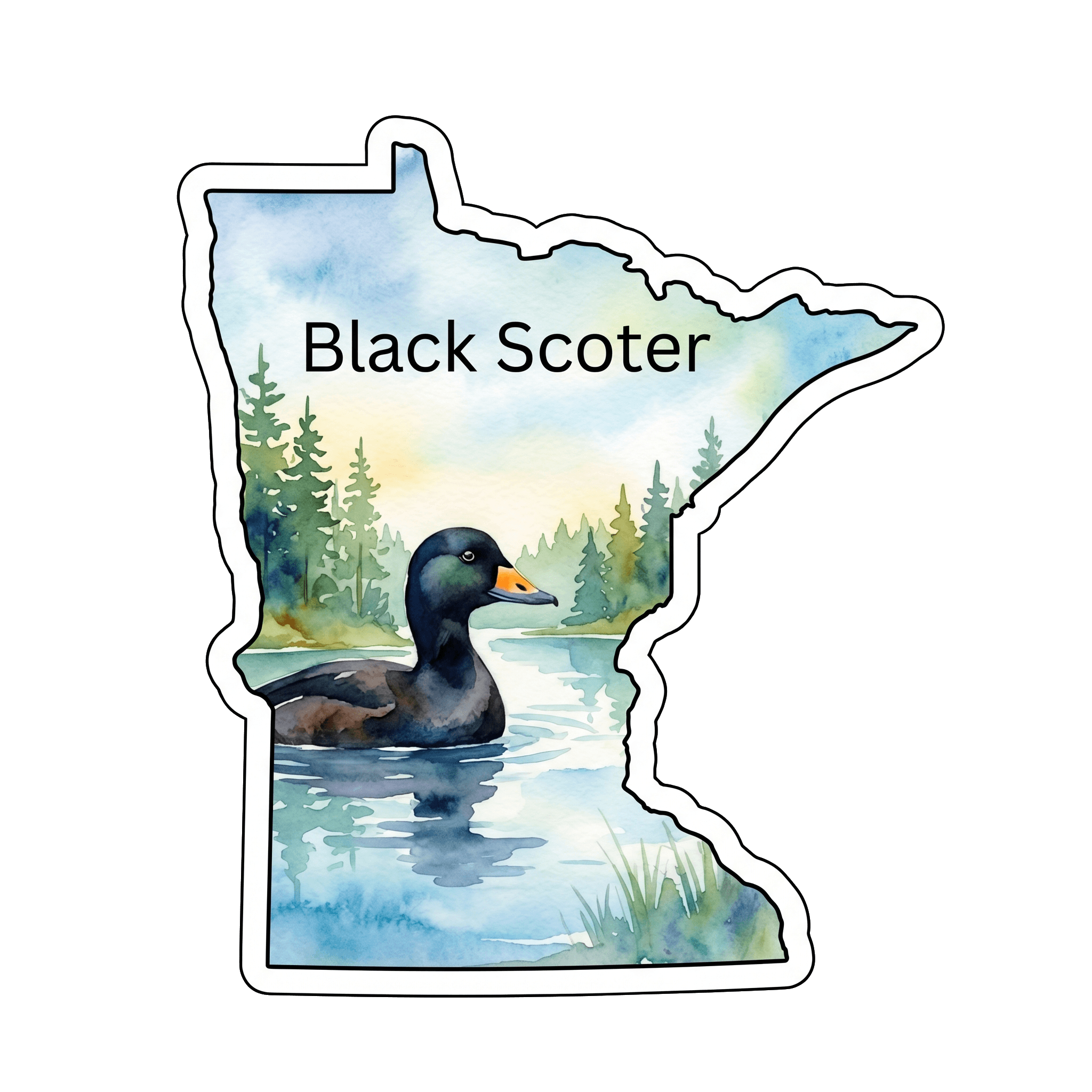 Black Scoter: Minnesota's Ocean Duck