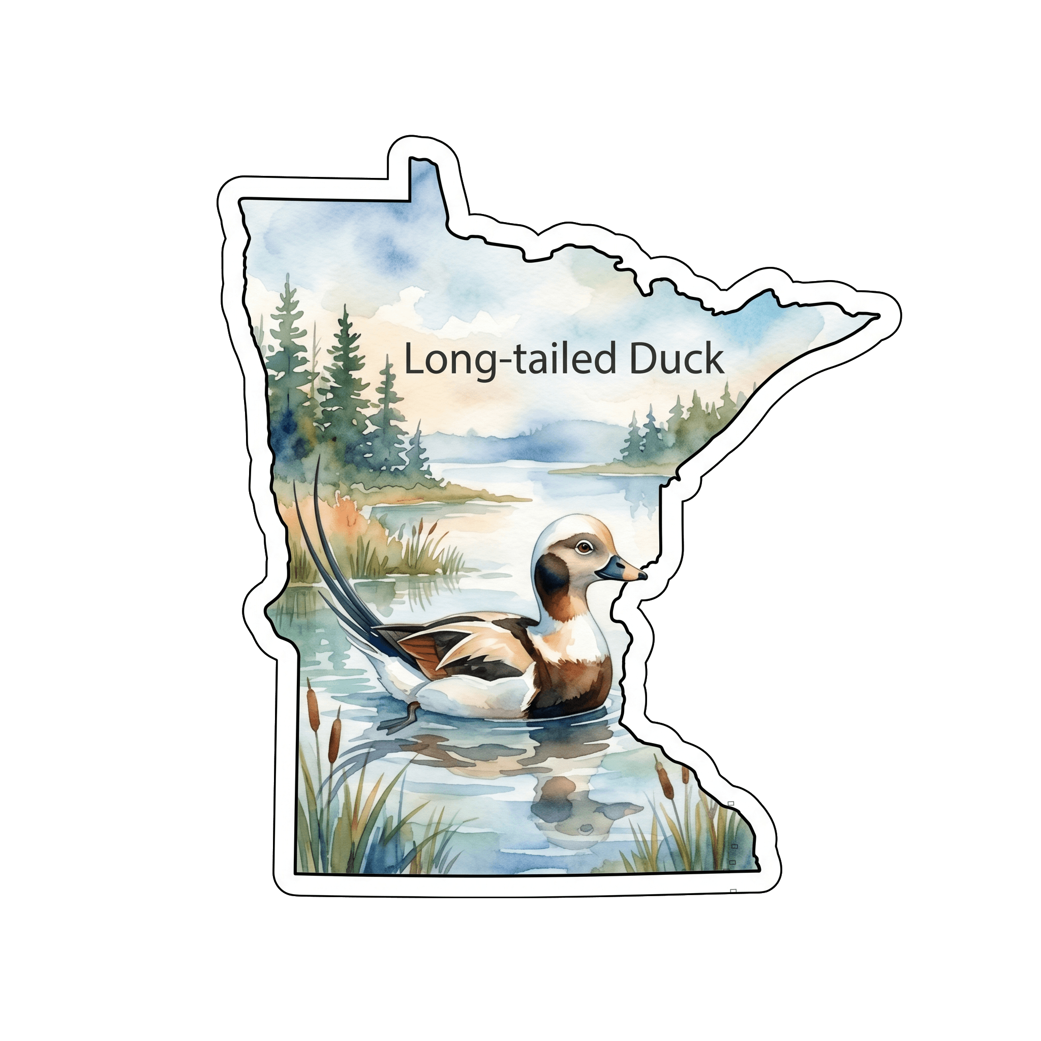 Long-tailed Duck: Minnesota's Ocean Gem