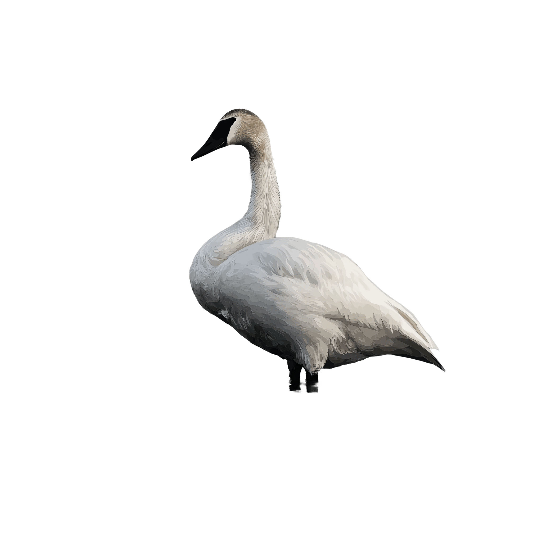 Illustration of a white swan in vector art style.